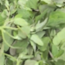 野生灰灰菜！量大从优！常年合作，质量可靠