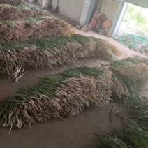 绿芦笋基地新鲜大笋，现采现发