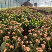 长寿花130盆
