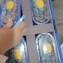 山东L25蓝莓基地直供质量保证货源充足对接商超市场