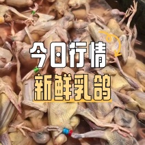 乳鸽白条鸽老鸽子鸽肉工厂发货保证质量常年供应