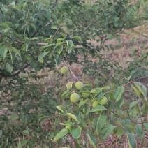丽江照水梅