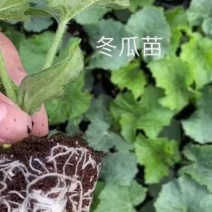 冬瓜秧苗穴盘苗发货根系发达易成活抗病害高产苗
