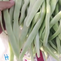 精品白豆大量供应代发全国货源充足欢迎咨询