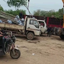 旱柳速生柳3公分8公分各种规格都有产地直供大量