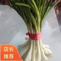 恩施高山藠头产地直发货源充足可视频看货批发