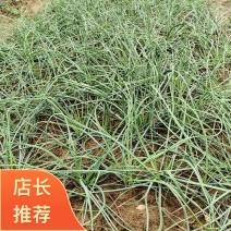 恩施藠头原产地一手货源可全国发货货品质量有保障