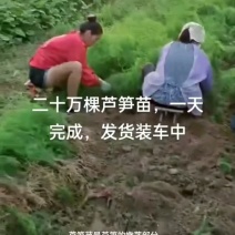 芦笋苗，育苗基地现挖芦笋苗，大小芦笋种苗都有