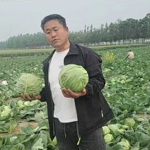 甘蓝50亩装货中，价格低车到位！