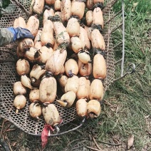 莲藕巨无霸莲藕品种齐全定制规格按约发货到货无忧