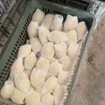 新疆库尔勒香梨,新鲜采摘，脆甜薄皮，货源充足