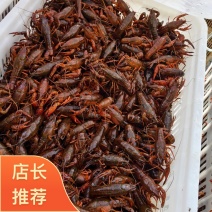 盱眙小龙虾六安产地直发4~6钱中青现货品质好欢迎来电