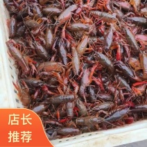 江苏宿迁产地直发泗洪小龙虾一手货源可批发可全国供货