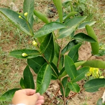 黑金刚莲雾大小规格苗都有号称水果帝王补水神器果高产量