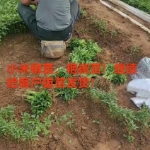 小米椒苗，线椒，螺丝椒，薄皮，羊角椒，等，签合同包回收！