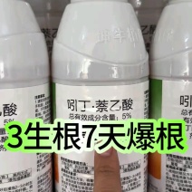 吲丁萘乙酸生根剂提高成活率移栽蔬菜果树苗木