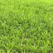 韭菜供应产地直发货源市场商超电商加工厂大量供应