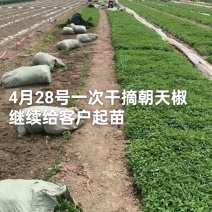 高端辣椒苗，朝天椒，螺丝椒线椒牛角椒，艳红小米椒，薄皮