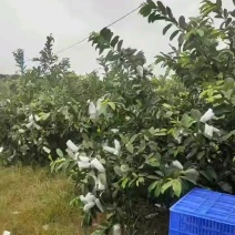 红心番石榴产地直发价格优惠一手货源诚信经营品质保证