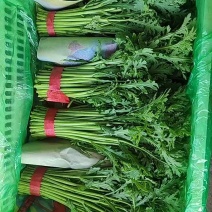 邯郸产地精品茼蒿大量供应对接电商市场商超可视频