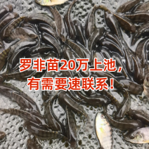 罗非海南1号/鱼苗/渔产/，现货足，支持全国各地发货，