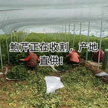 [优选]山东章丘鲍芹芹菜鲍芹产地直发一手货源