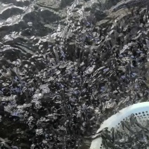 鲫鱼苗中科五号彭泽鲫鱼抗病毒生长速度快产量高规格齐全