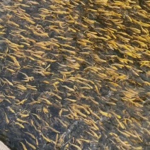 优质三倍体虹鳟鱼苗，两倍体虹鳟鱼苗，金樽鱼苗，欢迎订购。