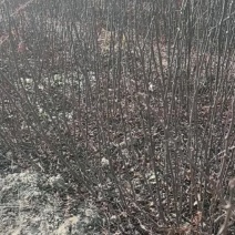 花椒苗一年大红袍花椒苗狮子花椒苗自产自销保湿邮寄