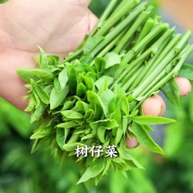 新鲜采摘树仔菜酒店私房菜绿色蔬菜
