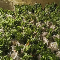黄精黄精苗根茎保证质量欢迎大家前来咨询选购