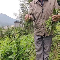 牛尾菜苗，牛尾蕨，龙须蕨，蕨菜种苗，基地供货，质量保证