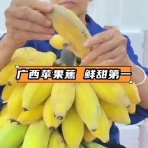 【苹果蕉】广西苹果蕉大量上市，原产地直供市场，档口，超市