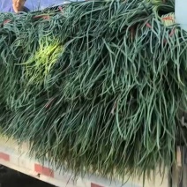 红帽蒜薹产地直发货源充足，常年有货，价格便宜
