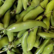 蚕豆鲜胡豆角产地直销颜色鲜亮，诚信交易固定发车
