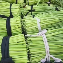河南开封，精品蒜薹红帽蒜薹产地直达对接电商市场等