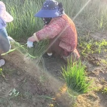 洋葱苗洋葱种苗基地直发大量上市，可视频看货
