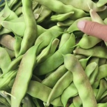 大油豆