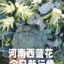河南西蓝花个头均匀产地直发货源充足欢迎来电订购