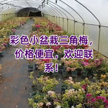 彩色小盆栽三角梅，价格便宜，欢迎联系！