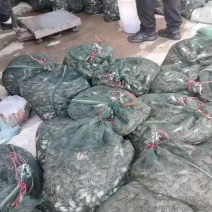 辽宁优质河蟹苗大闸蟹苗放生苗精品全母视频看货技术指导