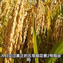 五常本地水稻，新米原粮稻花香2号稻谷不含运费