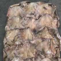 鱿鱼耳尾巴300/500～200/4000欢迎选购