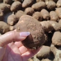 山东芋头8520毛芋头产地发货大球中球规格齐全