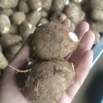 山东8520豆芋头大量上市，产地直供，品质保障，量大优惠