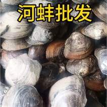圆蚌湖北黄冈现货菜蚌小蚌肉质鲜嫩白肉饱满常年稳定货源