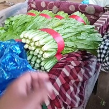 油麦菜30~35厘米以上有专业打包工人可提供打冷