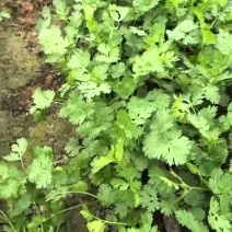 山东香菜铁杆青，一手货源山东产地，全国发货