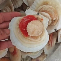江苏连云港半壳贝大量上市，产地直发，可视频看货，欢迎致电