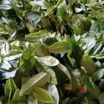 六安瓜片鲜叶原材料，品质上乘。
